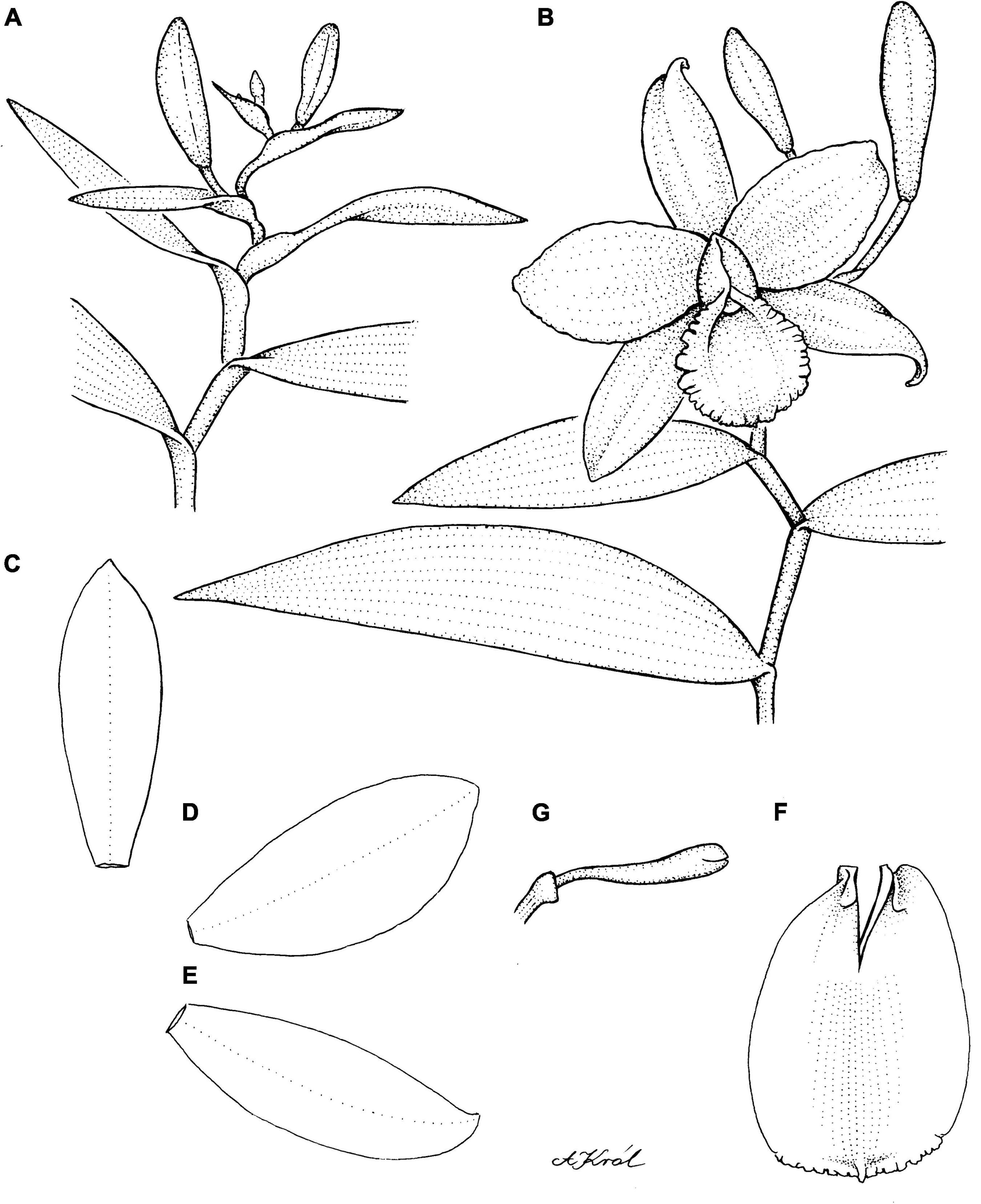 Taxonomic revision of Sobralia section Racemosae Brieger (Sobralieae, Orchidaceae)